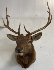 Elk Mount