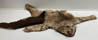 Taxidermied Bobcat Hide