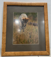 (1) 28”x20” Coyote Photo in Wooden Frame