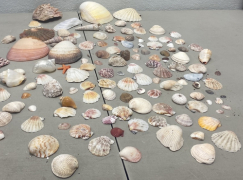 Lot of a Many Real/Realistic Sea Shells