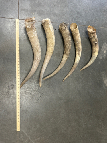 Box of Long Bull Horns