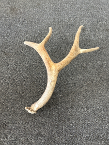 4 Point Deer Antler