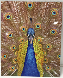 Peacock Frameless Print