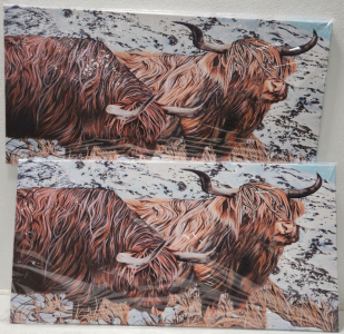 (2) Highland Cow Canvas Pictures