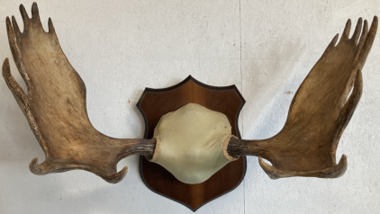 Moose Antler Taxidermy Mount