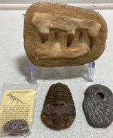 (4) Assorted Fossils