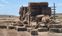 Valley West Fields (616) Bales Grass Hay- Located South of Boise