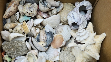 Seashells
