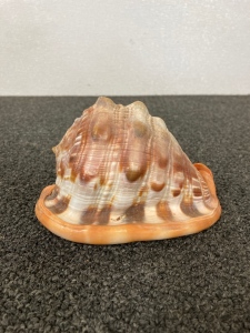 6” Conch Shell For Display Or Carving