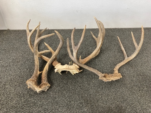 (3) Sets Of Deer Antlers