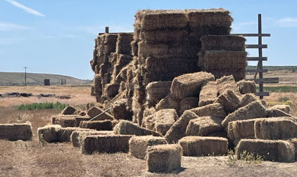 Valley West Fields (616) Bales Grass Hay- Located South of Boise