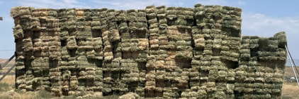 East Fields (510) Bales Grass Hay- Located South of Boise