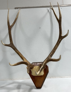 Decorative Mountable Antlers