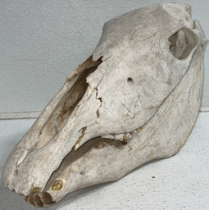 Cow Skull