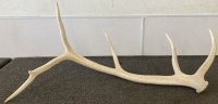 6 Point Elk Shed Antler