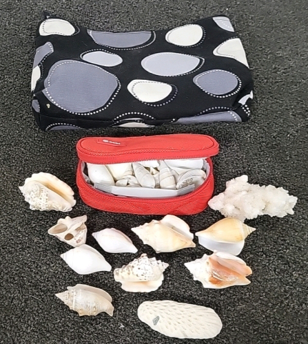 Variety of Sea Shells