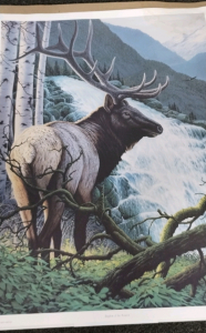 Elk + Water Color