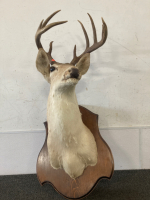 Deer Taxidermy