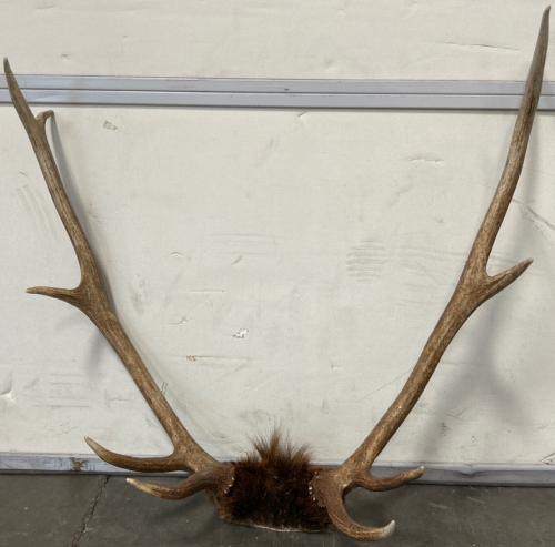 5x5 Elk Antlers