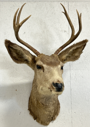 3x4 Deer Mount