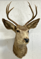 3x4 Deer Mount