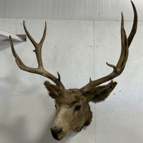 5x6 Deer Mount