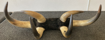 6 Horn Taxidermy