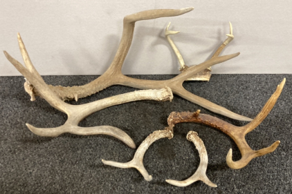 Assorted Antlers