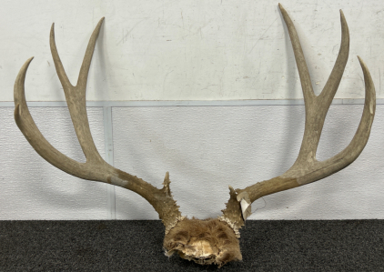 Deer Antlers