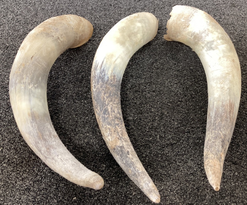 (3) Large Bull Horns