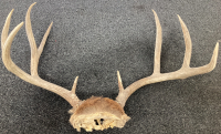 5x4 Point Antlers