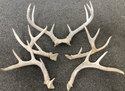 (3) Sets Of Antlers