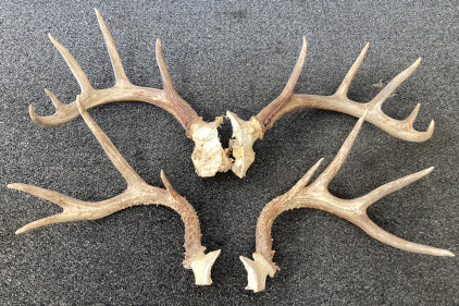 (2) Sets Of Deer Antlers