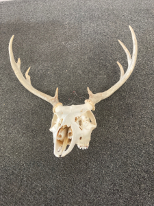 Deer Skull