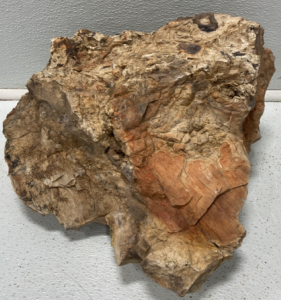 Large Petrified Wood