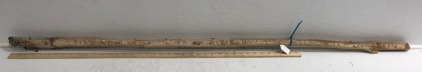 (1) Saquaro Cactus Spine