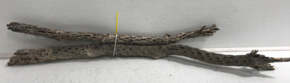 (2) Cholla Cactus Wood