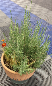 Potted Rosemary