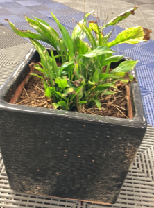 Planted Peace Lily in Square Blank Pot