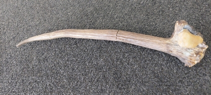 Antler Double Blade
