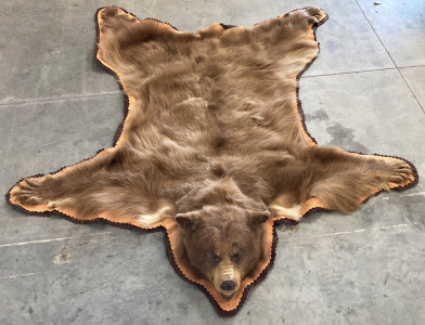 Rare Cinnamon Bear Skin Taxidermy Rug