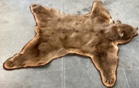 Rare Cinnamon Bear Skin Taxidermy Rug - 2