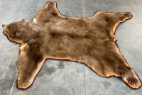 Rare Cinnamon Bear Skin Taxidermy Rug - 4