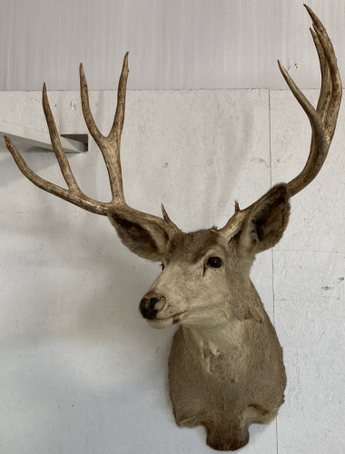 5x5 Point Taxidermy White Tail Deer