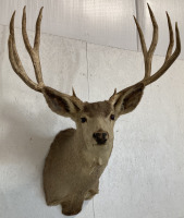 5x5 Point Taxidermy White Tail Deer - 2