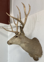 5x5 Point Taxidermy White Tail Deer - 3