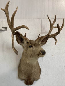 Atypical White Tail Deer Taxidermy Mount