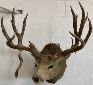 Atypical White Tail Taxidermy Mount