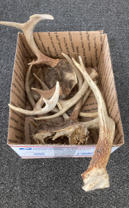 White Tail Deer Antlers