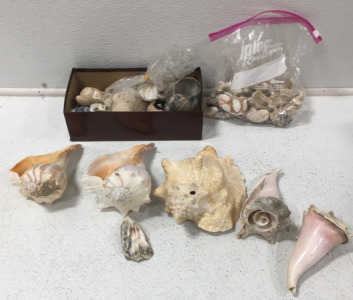 Lots Of Various Natural Spiral Shells